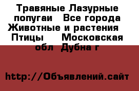 Травяные Лазурные попугаи - Все города Животные и растения » Птицы   . Московская обл.,Дубна г.